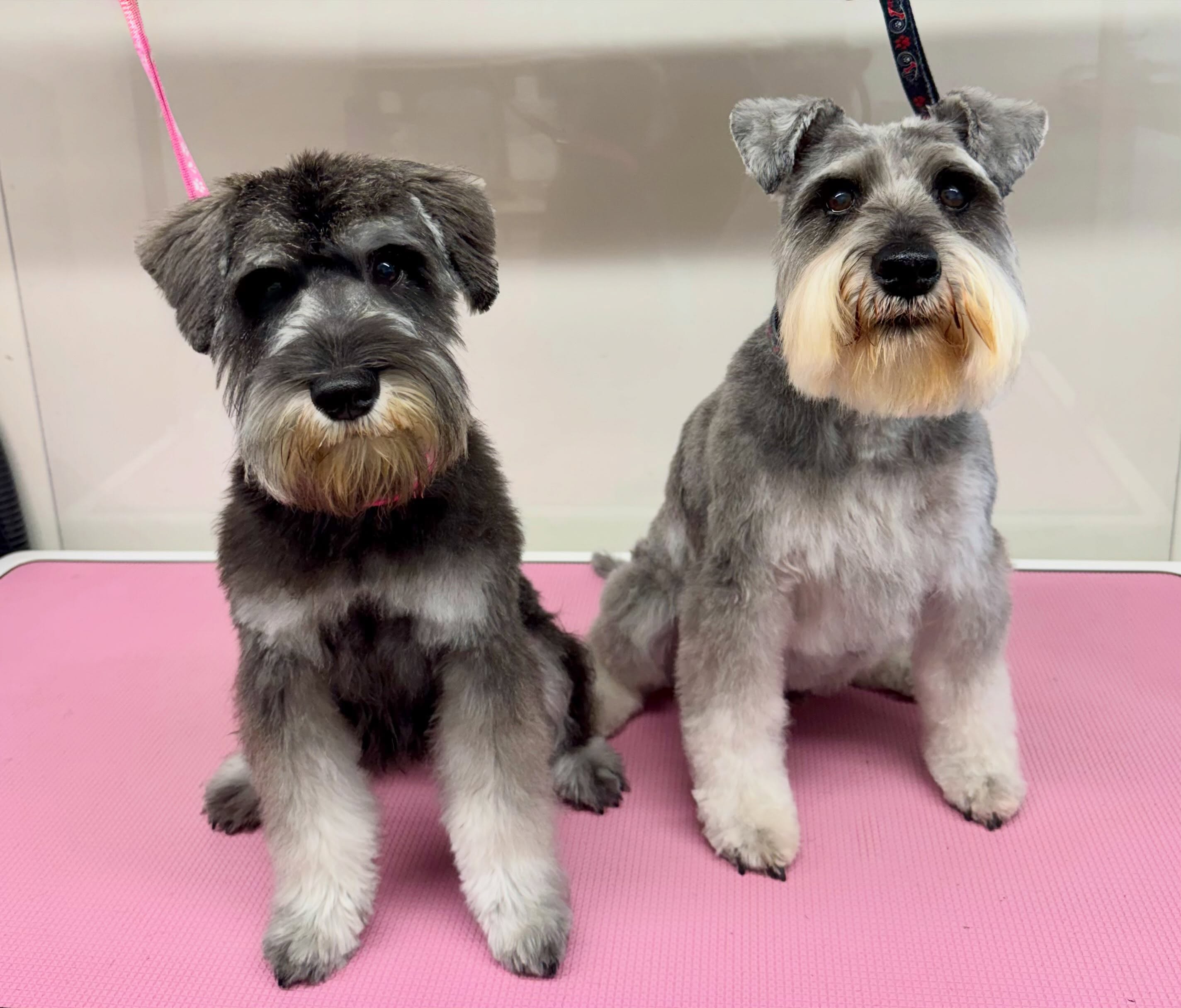 Two miniature schnauzers, Barney and his little brother Gus, sitting side by side after their grooms