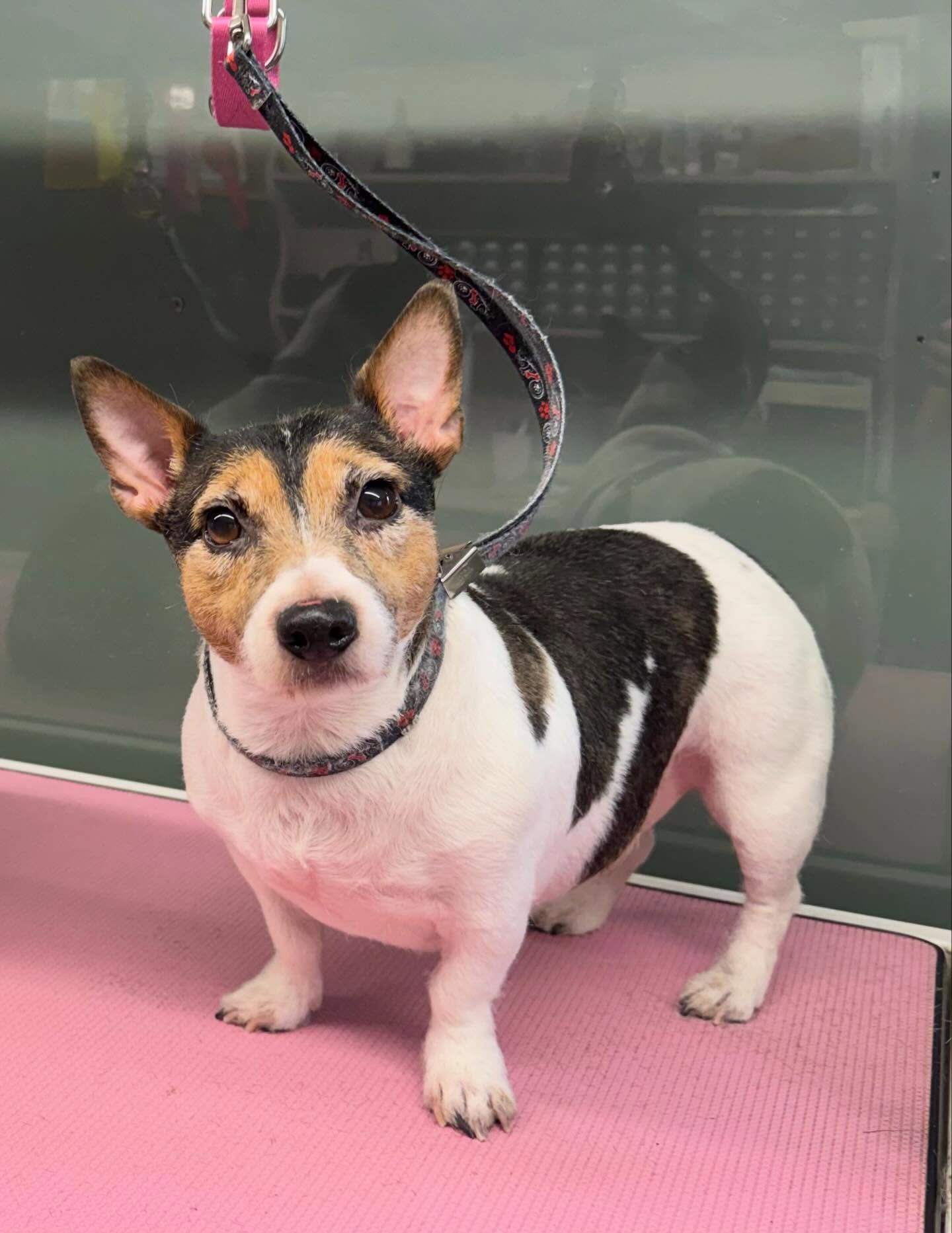 Black, white and tan terrier standing on the grooming table after a groom