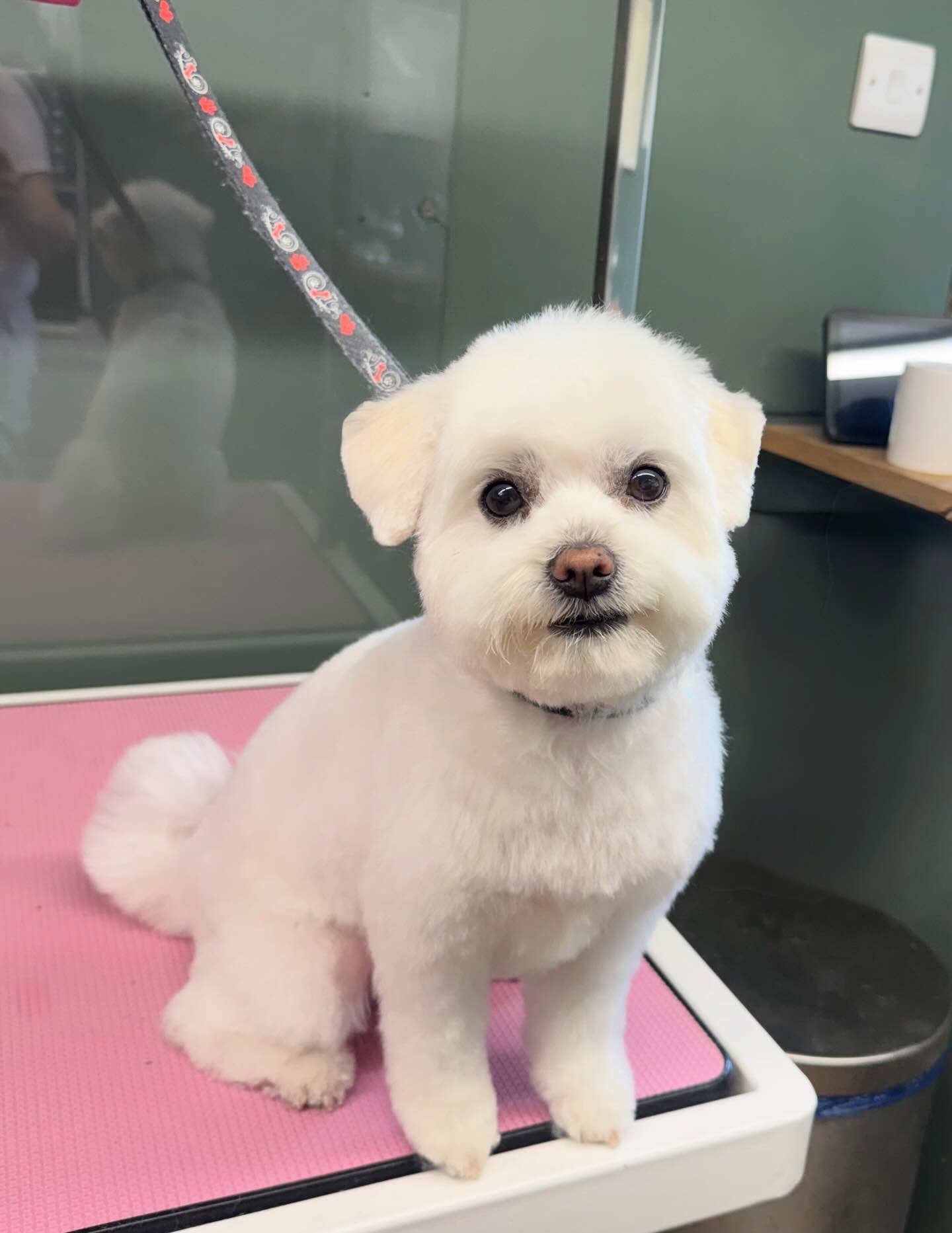 Small white fluffy dog with a rounded teddy bear face trim