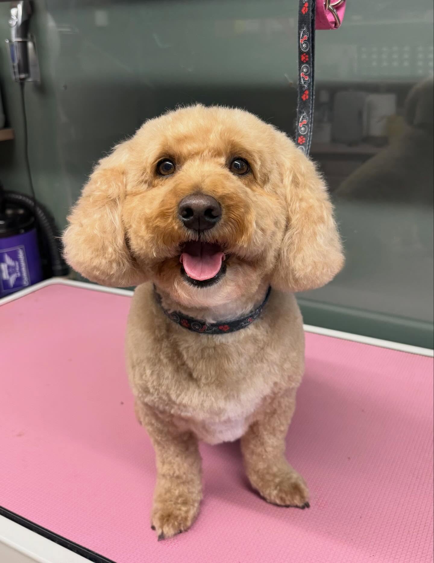 Apricot curly-coated dog smiling on the pink grooming table after a groom
