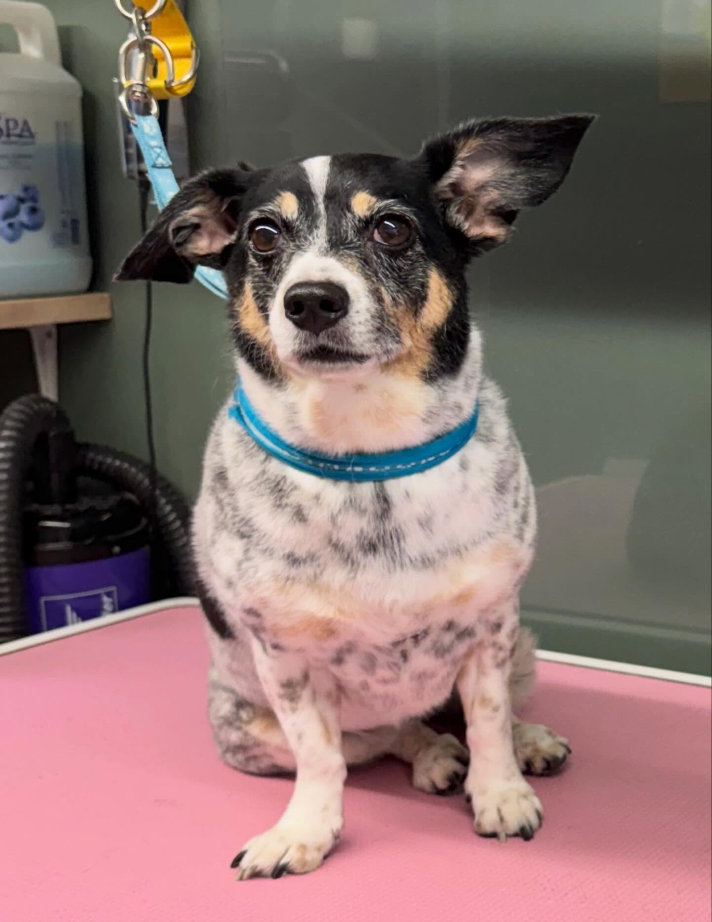 Tricolour terrier in a blue collar sitting neatly after a groom