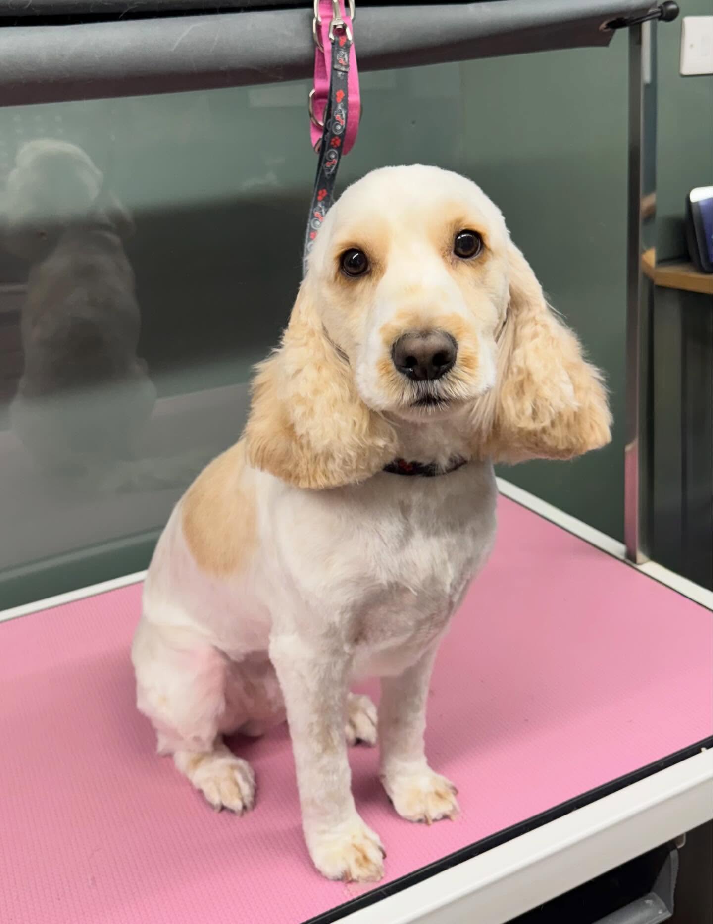 A spaniel with a neat trim and feathered ears sitting on the grooming table