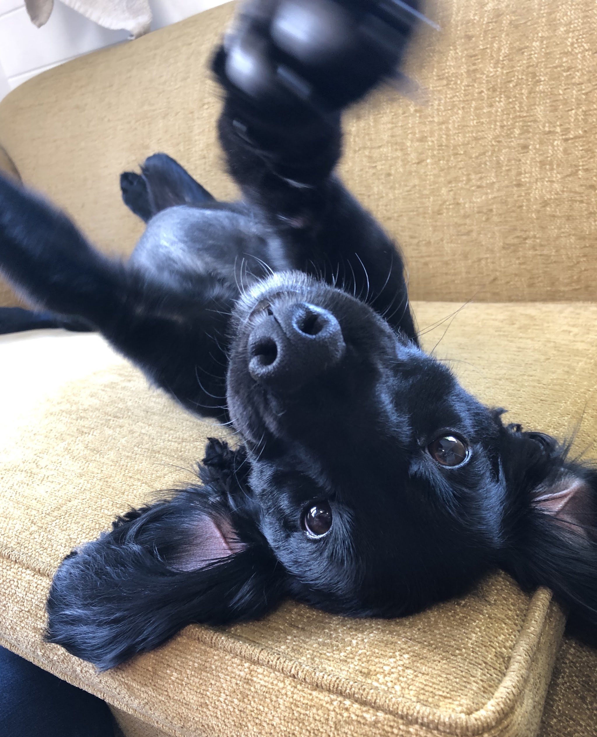 A happy black dog rolling on its back on the mustard armchair in the grooming studio