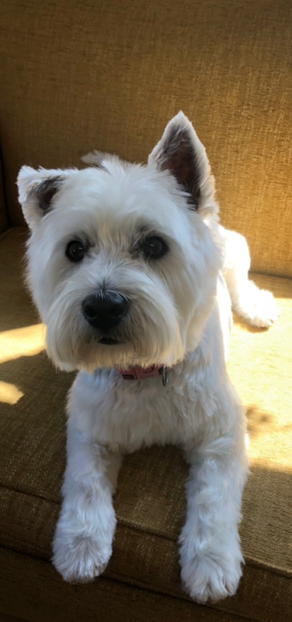 The same white terrier after a groom, neat and fluffy, resting on a mustard armchair