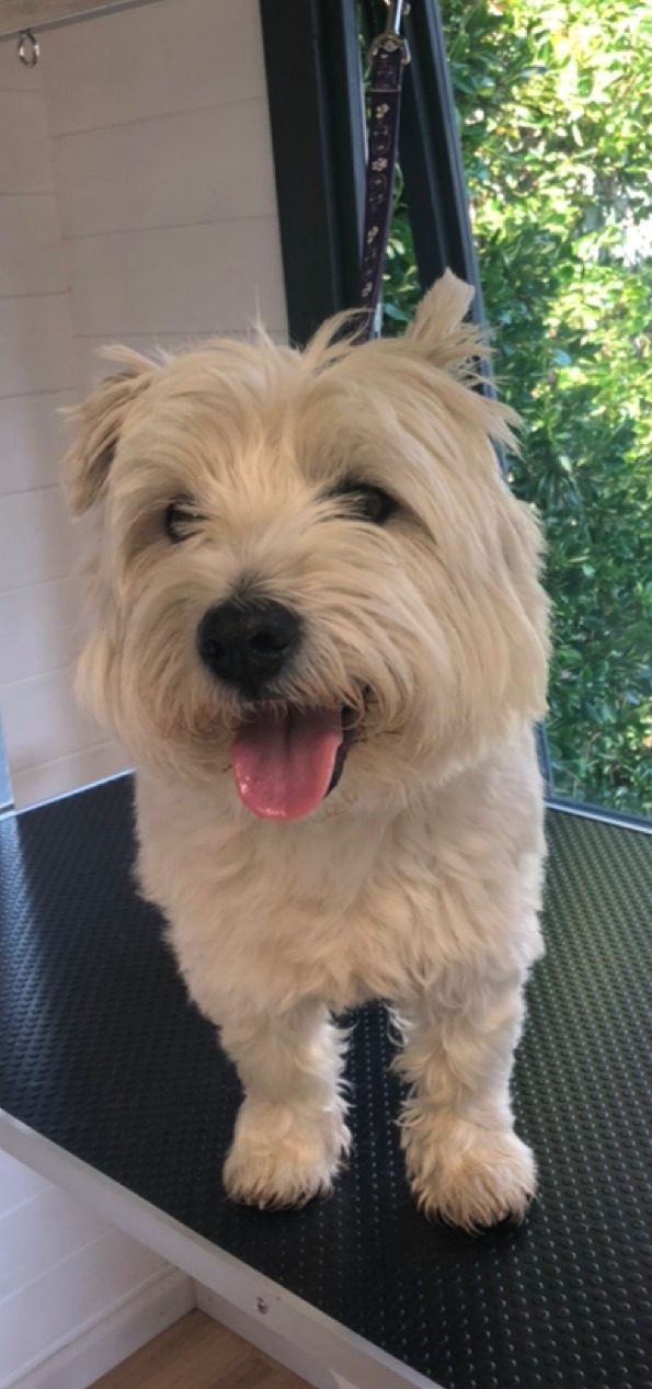 A white terrier with a long, shaggy coat on the grooming table before a groom